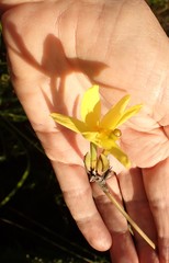 Bobartia orientalis orientalis