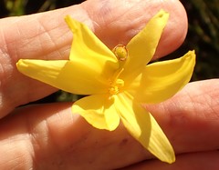 Bobartia orientalis orientalis