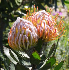 Leucospermum glabrum