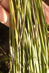 Bobartia orientalis orientalis