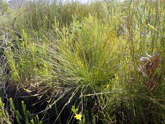 Bobartia orientalis orientalis