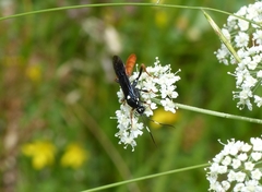 Amblyjoppa fuscipennis