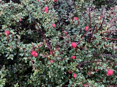 Cotoneaster integrifolius