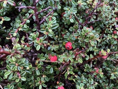 Cotoneaster integrifolius