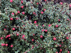 Cotoneaster integrifolius