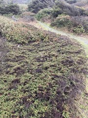 Cotoneaster integrifolius