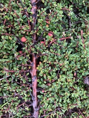 Cotoneaster integrifolius