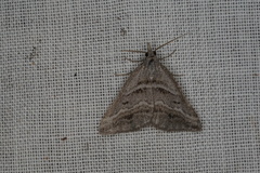 Dichromodes consignata