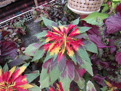 Amaranthus tricolor
