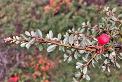 Cotoneaster integrifolius