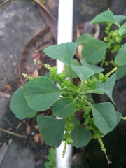 Acalypha indica