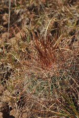 Echinofossulocactus ochoterenaus