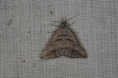 Dichromodes consignata