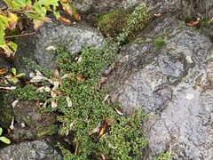Cotoneaster integrifolius