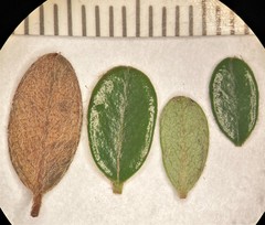 Cotoneaster integrifolius