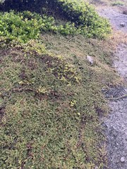 Cotoneaster integrifolius