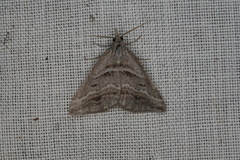 Dichromodes consignata