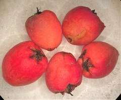 Cotoneaster integrifolius