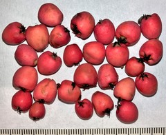 Cotoneaster integrifolius