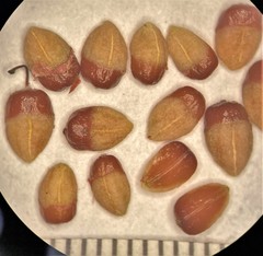 Cotoneaster integrifolius