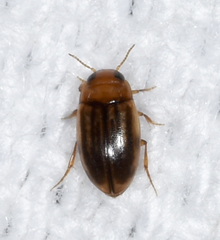Neobidessus pullus