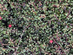 Cotoneaster integrifolius