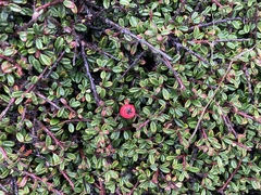 Cotoneaster integrifolius