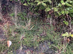 Cotoneaster integrifolius