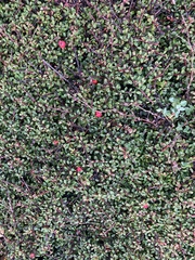 Cotoneaster integrifolius