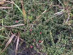 Cotoneaster integrifolius