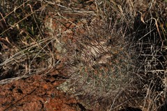 Echinofossulocactus ochoterenaus