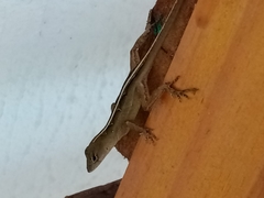 Anolis sagrei