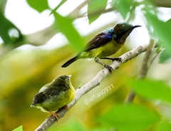 Anthreptes malacensis