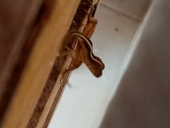 Anolis sagrei