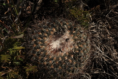 Echinofossulocactus ochoterenaus