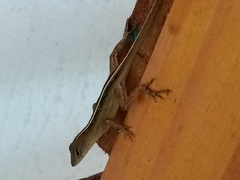 Anolis sagrei