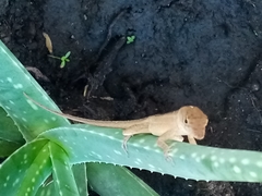 Anolis sagrei