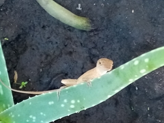 Anolis sagrei