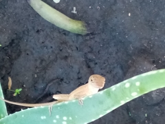 Anolis sagrei