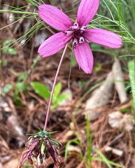 Cosmos carvifolius