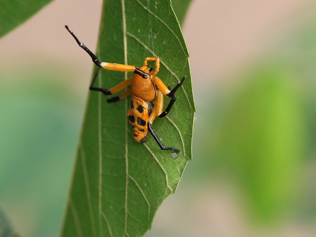 Platythomisus insignis