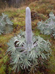 Lupinus alopecuroides