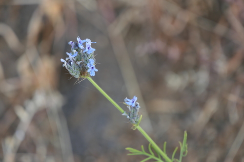 Lavandula bipinnata, photograph 6