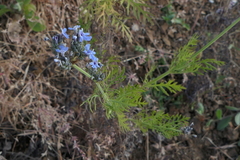 Lavandula bipinnata