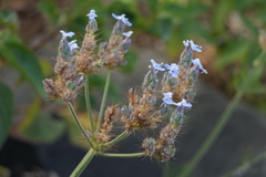 Lavandula bipinnata