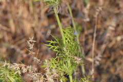 Lavandula bipinnata