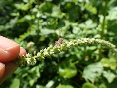 Cletomorpha benita