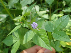 Cleome rutidosperma