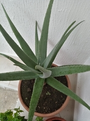 Aloe vera