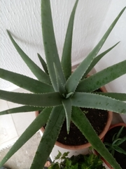 Aloe vera